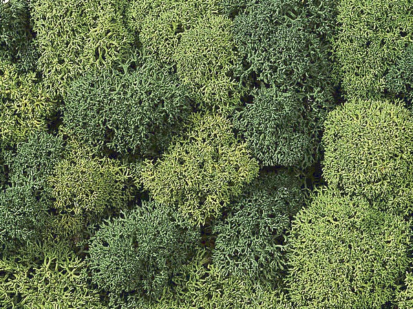 Noch 08610 Lichen Light and Dark Green Assorted