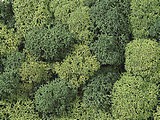 Noch 08610 Lichen Light and Dark Green Assorted