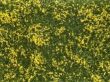Noch NO7255 Groundcover Foliage meadow yellow for G-1-0-H0-H0M-H0E-TT