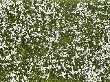 Noch NO7256 Groundcover Foliage Meadow white for G-1-0-H0-H0M-H0E-TT