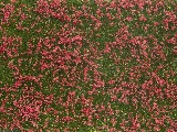 Noch NO7257 Groundcover Foliage Meadow red for G-1-0-H0-H0M-H0E-TT