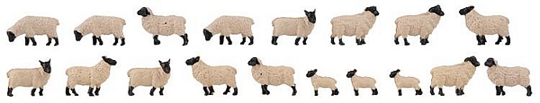 Faller 151918 18 Black-headed sheep