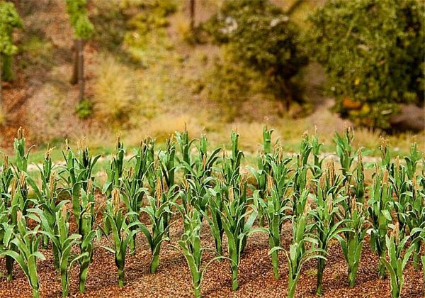 Faller 181250 36 Maize plants