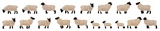 Faller 151918 18 Black-headed sheep