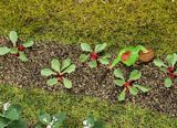 Faller 181273 28 Rhubarb Plants