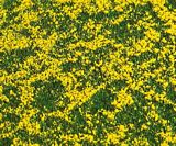 Faller 180463 PREMIUM Landscape segment Rape field