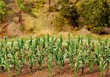 Faller 181250 36 Maize plants