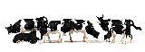 Merten HO 5019 Cows