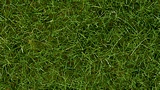NO07102 Wild Grass
