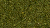 NO07117 Wild Grass Meadow