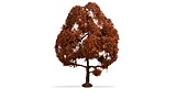 NO20150 Copper Beech