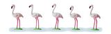 Preiser 20372 Flamingos