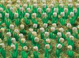 Vollmer 45125 Tulips white